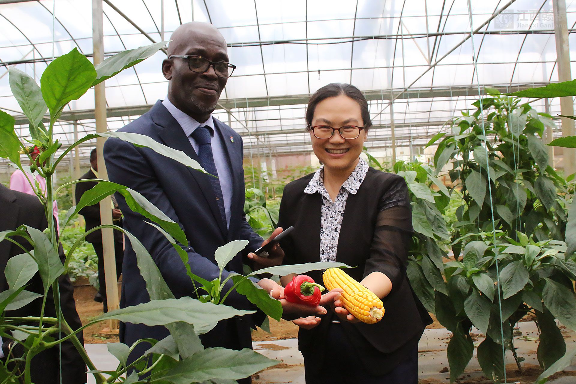 援赤道幾內(nèi)亞示范農(nóng)場農(nóng)作物喜獲豐收  亓玫大使和阿卡波部長出席播種和收獲活動